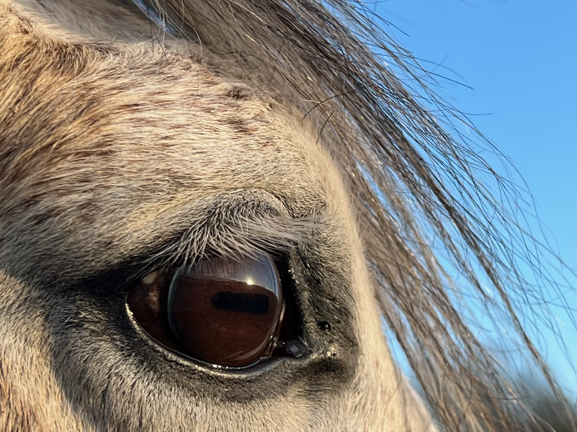 Equine-assisted coaching session outdoors in a field with facilitator and white horse<br />

